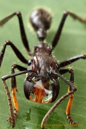 A bullet ant with a bubble of sugar solution in its mandibles. Image by Alex Wild