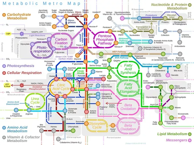 an absurdly complex figure of metabolic pathways