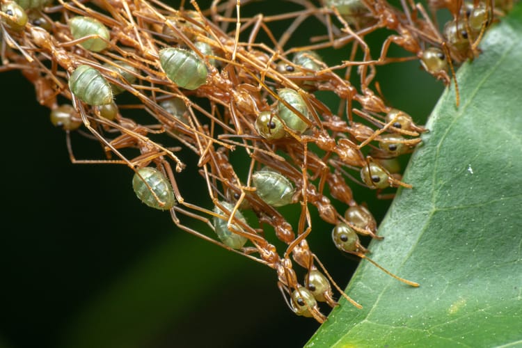 Green tree ants (Oecophylla smaradinga) cooperating to build a woven nest