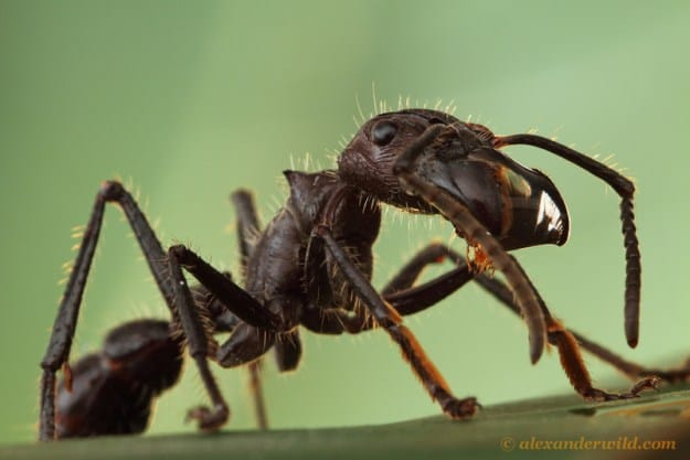 The field ecology of a gut microbe inside bullet ants