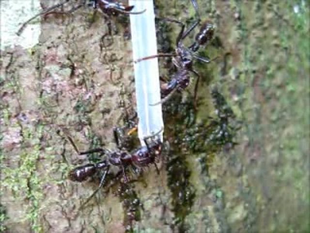 Ant science: Ants try to eat protein beverages like solid food