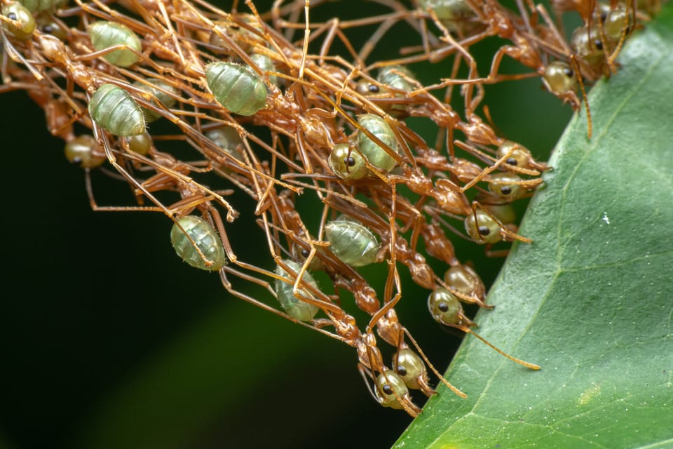 Green tree ants (Oecophylla smaradinga) cooperating to build a woven nest