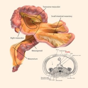 A new human organ, and the ignorance of experts